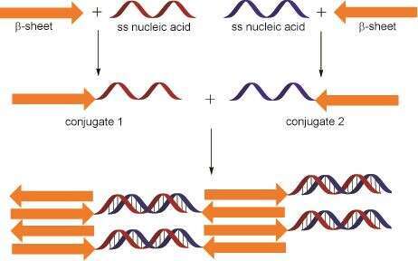 Self-Assembly of Peptide-Oligonucleotide Nanostructures